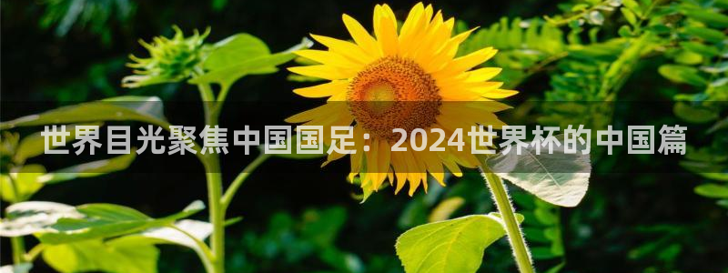 2026世界杯32强对阵图表：世界目光聚焦中国国足：2024世界杯的中国篇