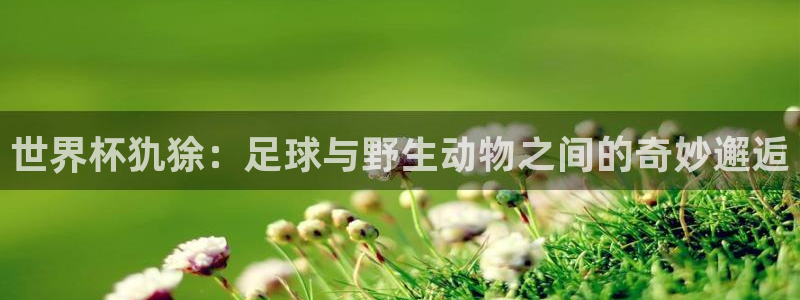 世界杯16强赛程表：世界杯犰狳：足球与野生动物之间的奇妙邂逅